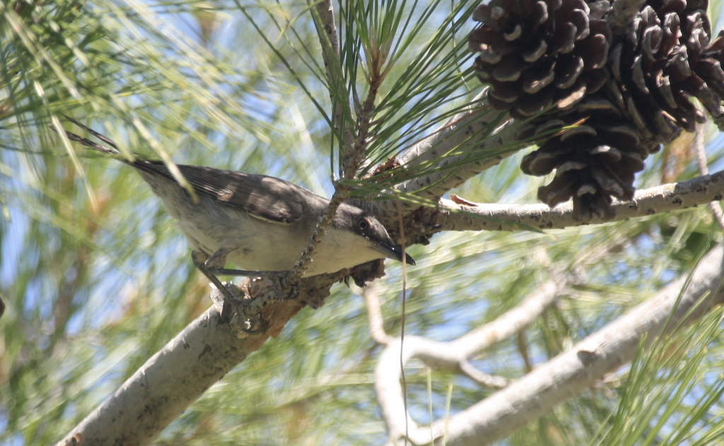 Eastern Orphean Warbler