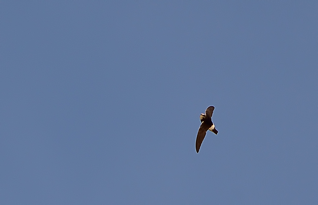 Little Swift