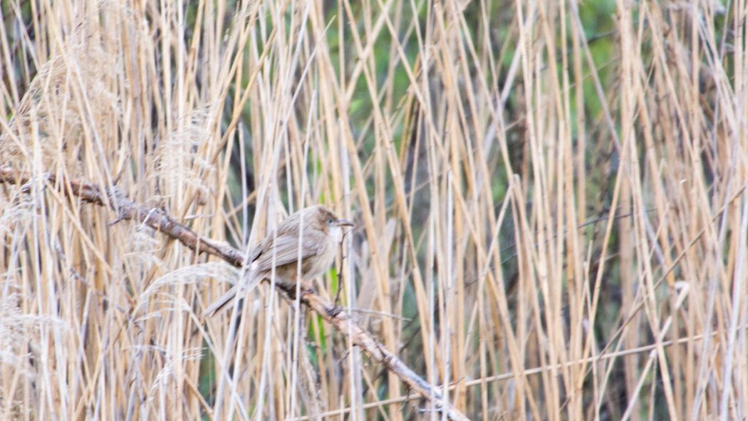 Iraq Babbler