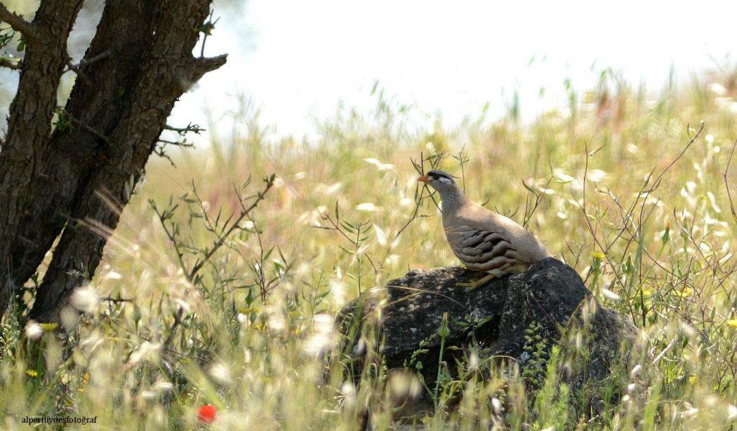 See-see Partridge