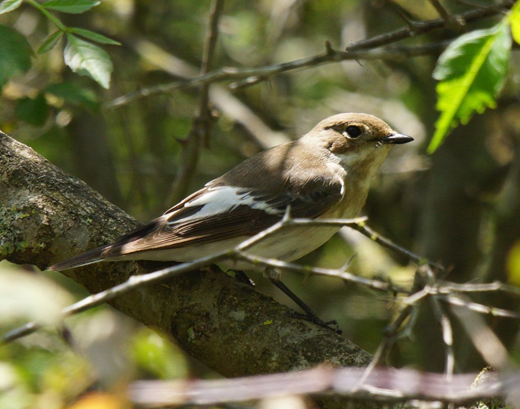 European Pied Flycatcher