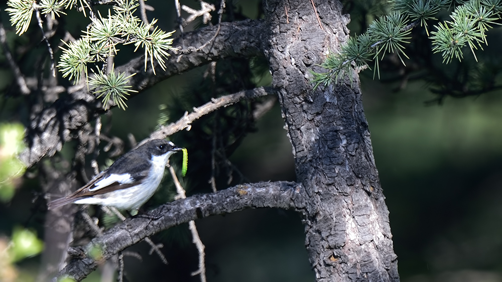 European Pied Flycatcher