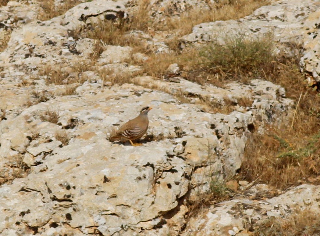 See-see Partridge
