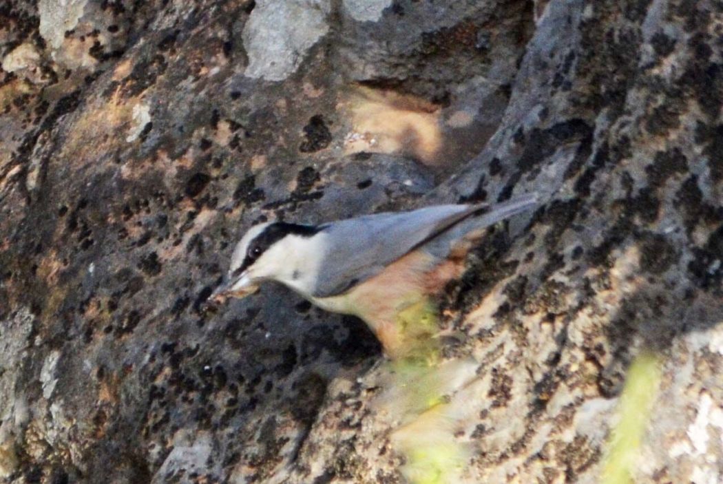 Eastern Rock Nuthatch