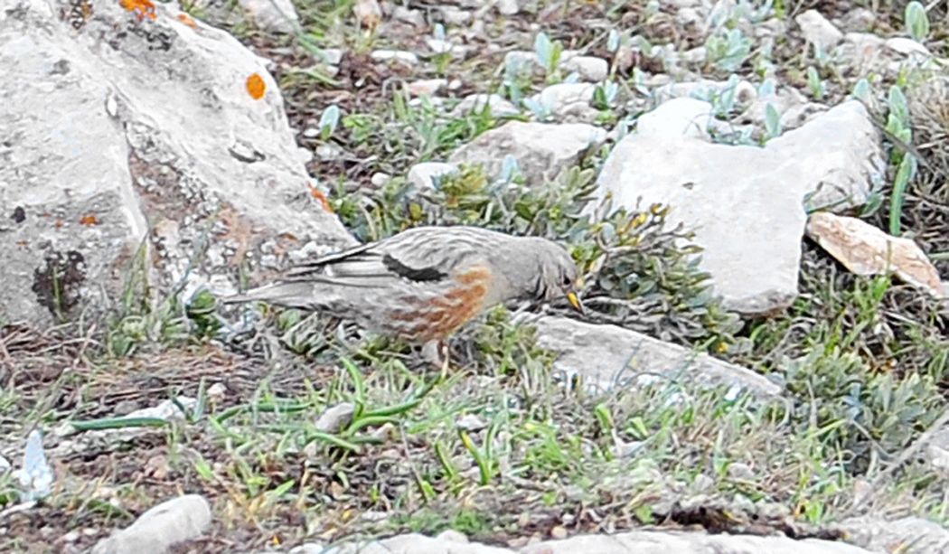 Alpine Accentor