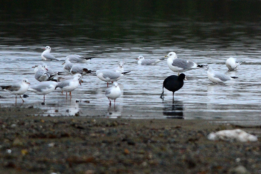 Common Gull