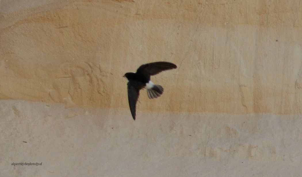 Little Swift
