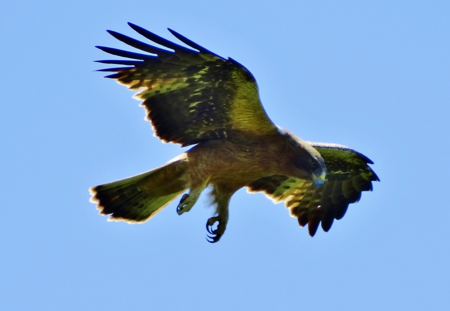 Küçük Kartal