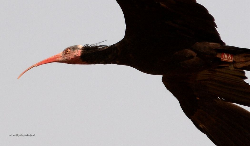 Northern Bald Ibis
