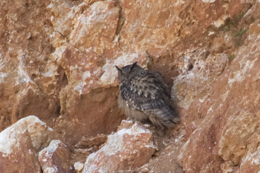 Eurasian Eagle-Owl