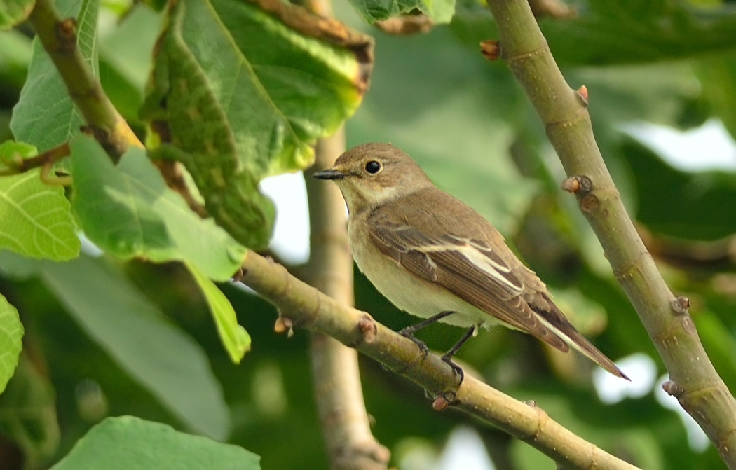 European Pied Flycatcher