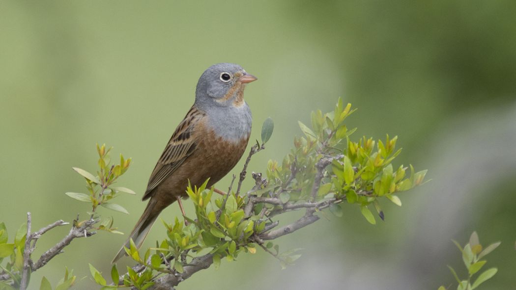 Cretzschmar`s Bunting