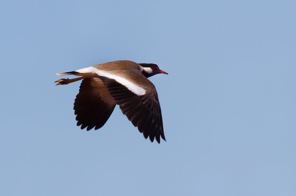 Red-wattled Lapwing