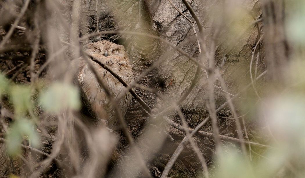 Pallid Scops Owl