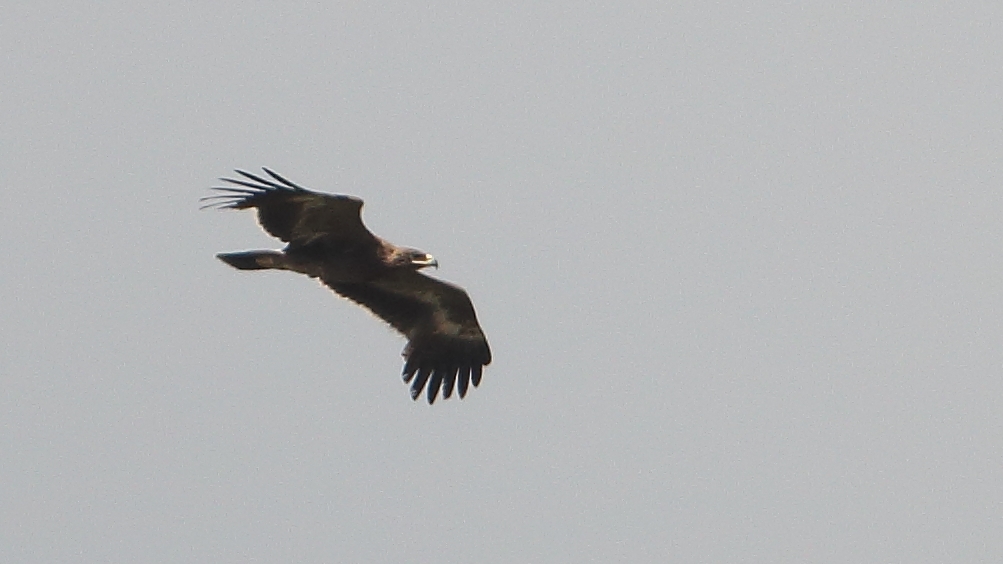 Steppe Eagle