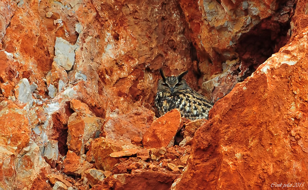 Eurasian Eagle-Owl