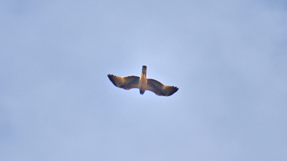 Küçük Kartal