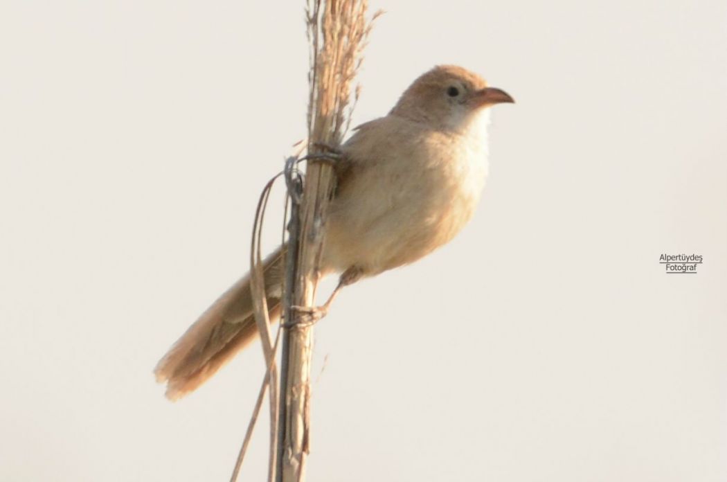 Iraq Babbler