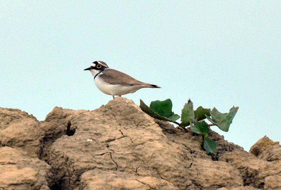 Little Ringed Plover