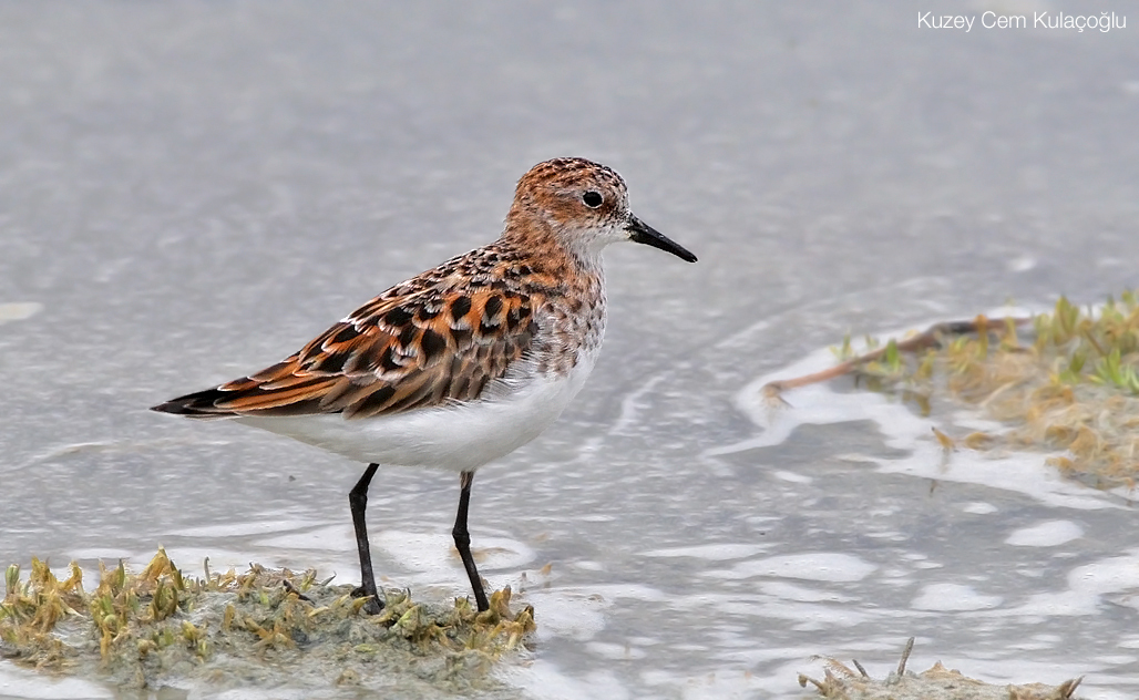 Little Stint