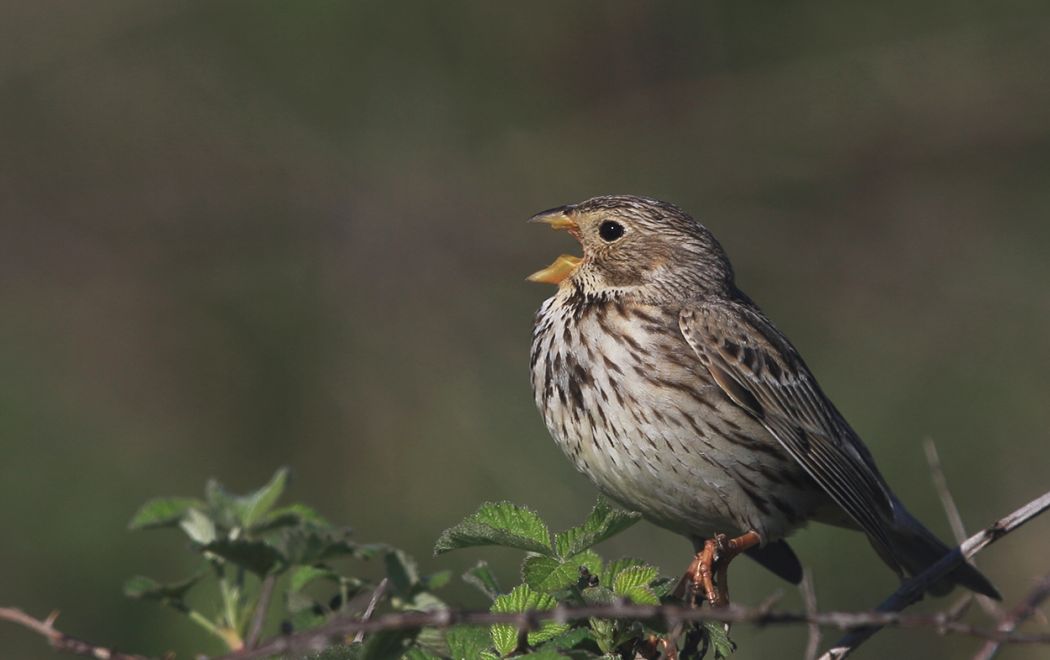 Corn Bunting