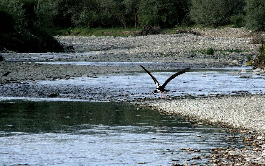 Black Stork