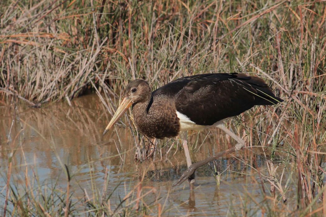 Black Stork