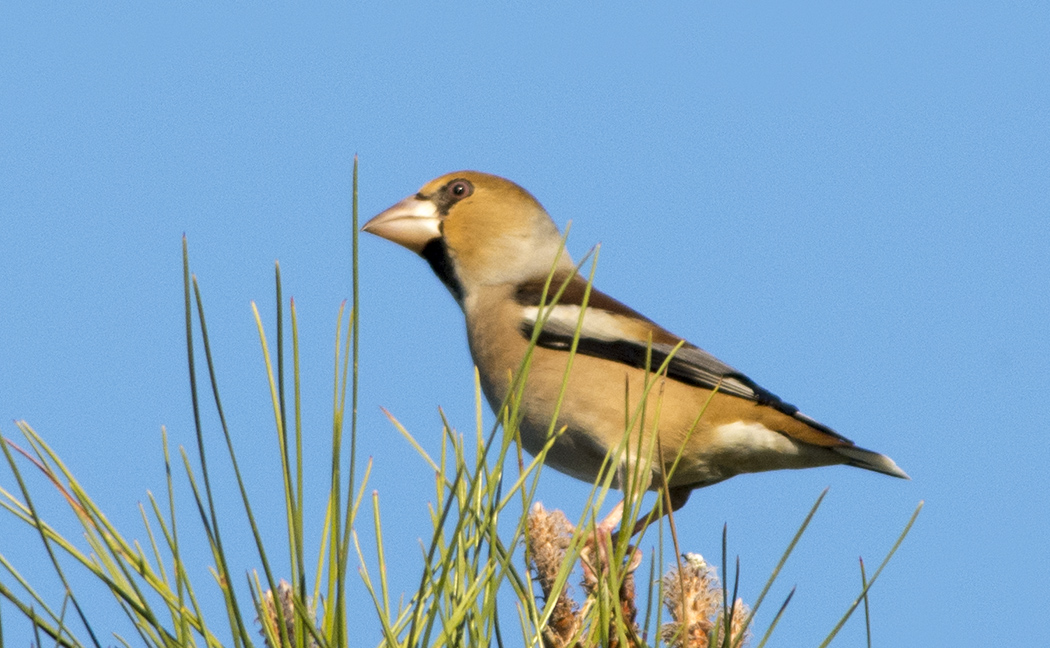 Hawfinch