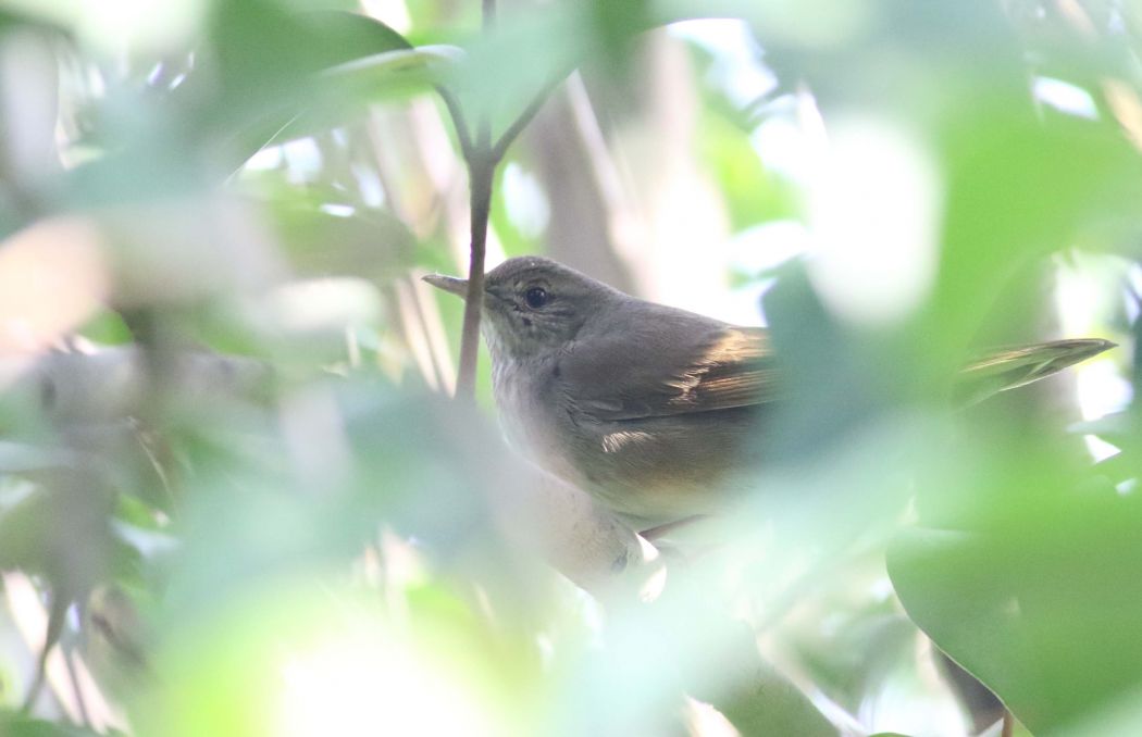 River Warbler