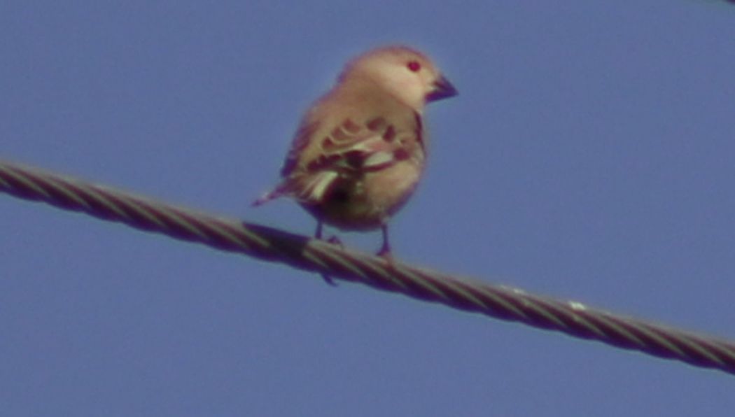 Desert Finch