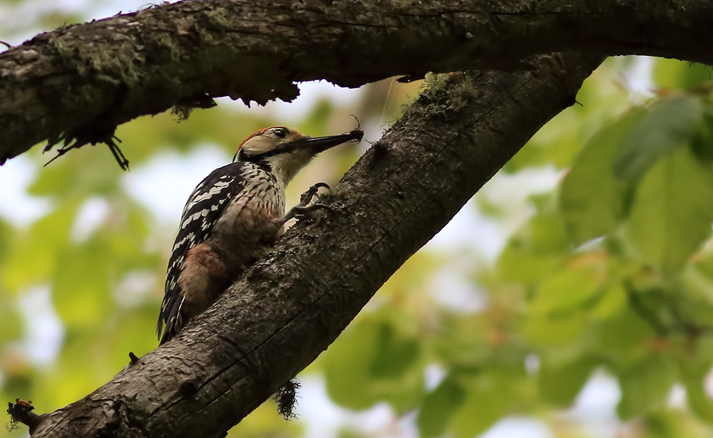 White-backed Woodpecker