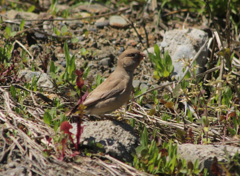 Trumpeter Finch