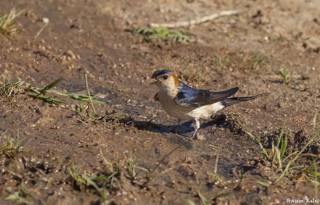 Red-rumped Swallow