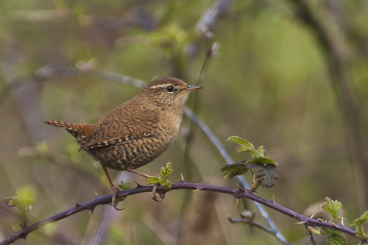 Eurasian Wren