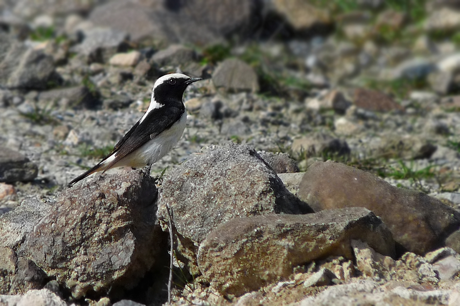 Finsch`s Wheatear
