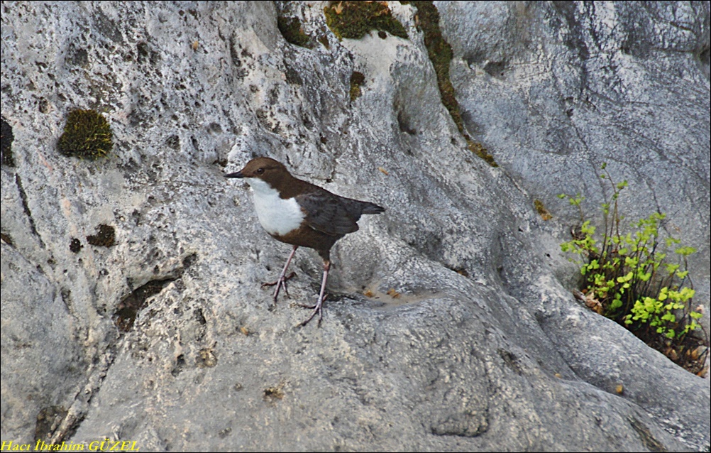 White-throated Dipper