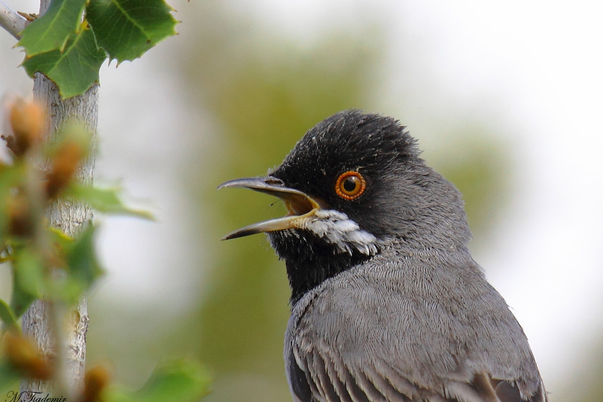 Rüppell`s Warbler