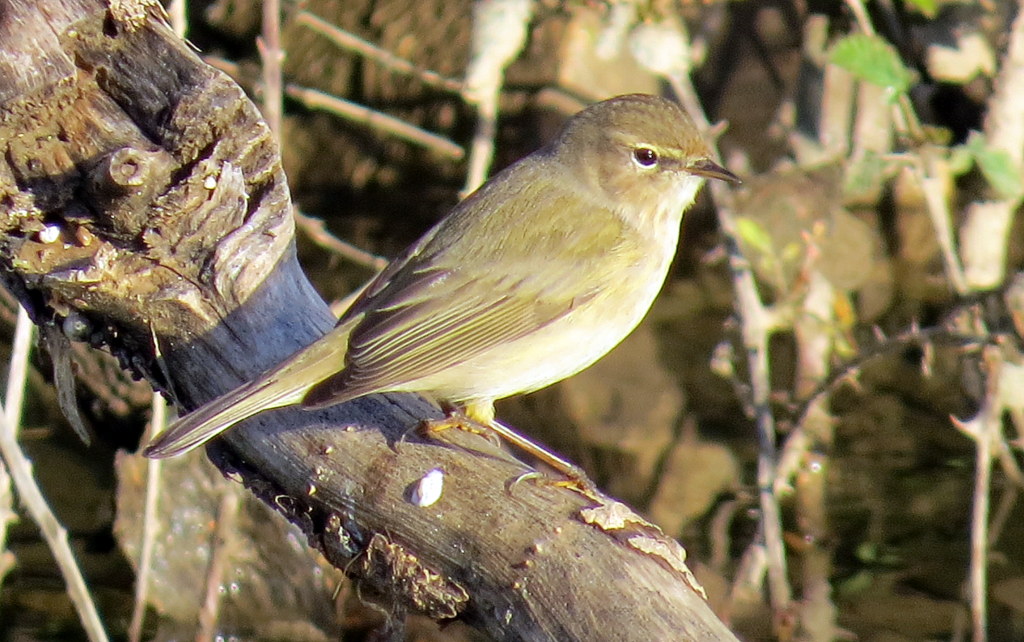 Willow Warbler