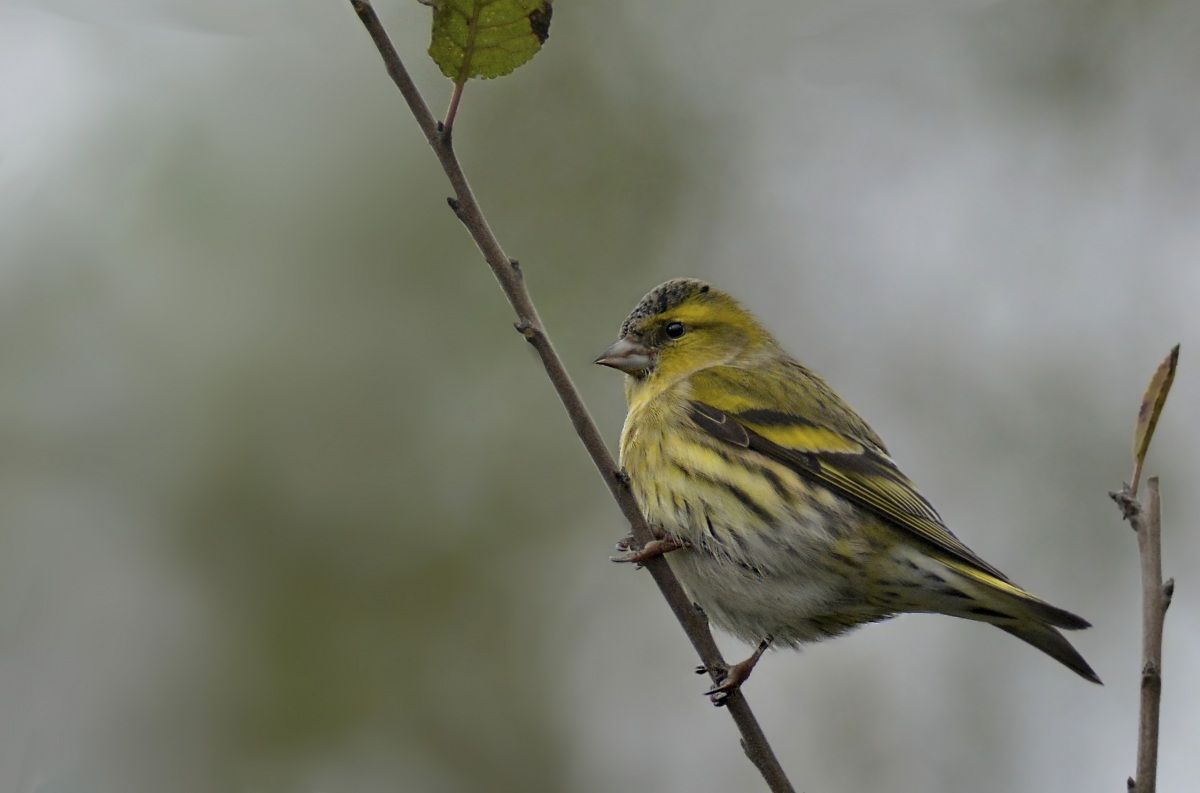 Eurasian Siskin
