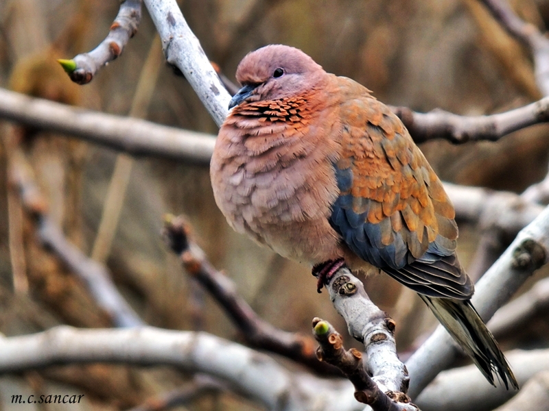 Laughing Dove