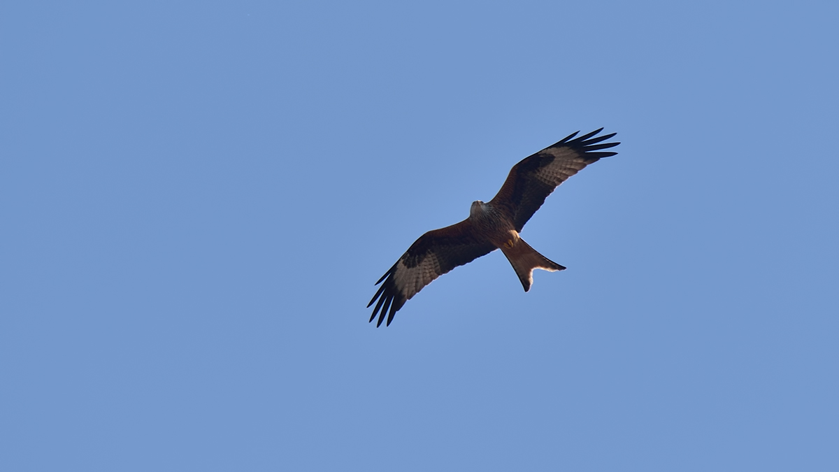 Red Kite