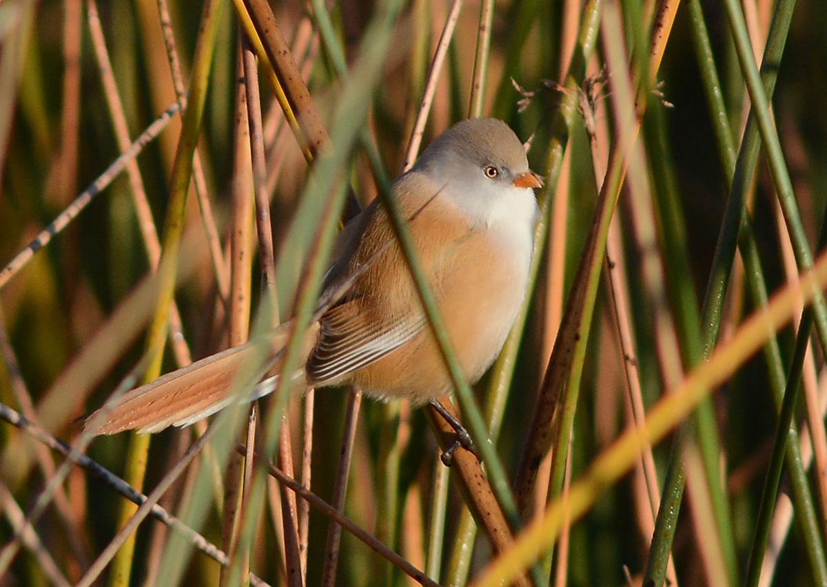 Bearded Reedling