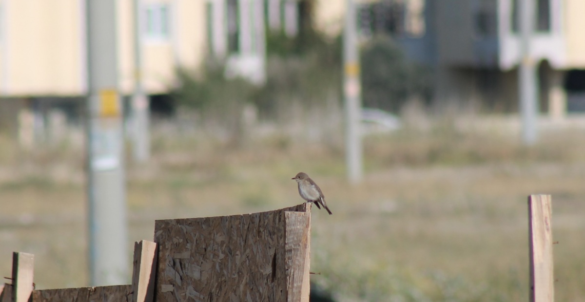 Spotted Flycatcher