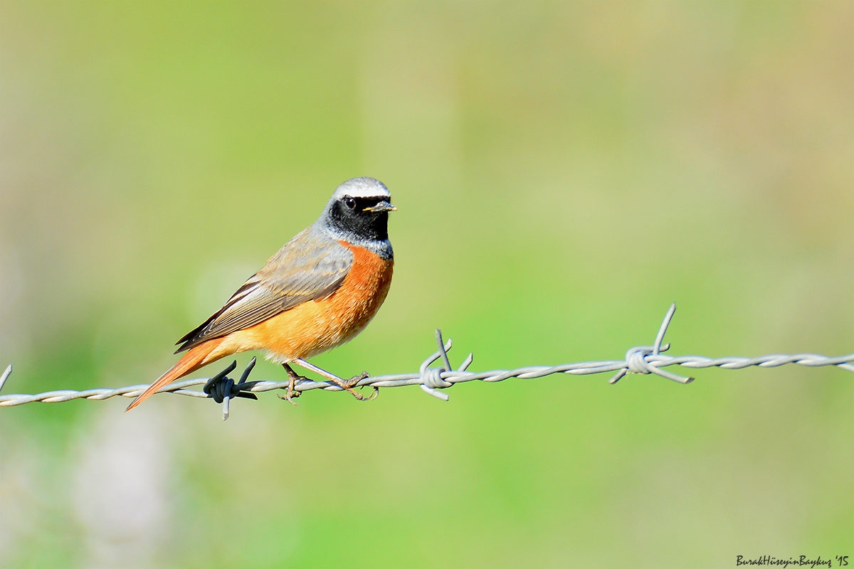 Common Redstart