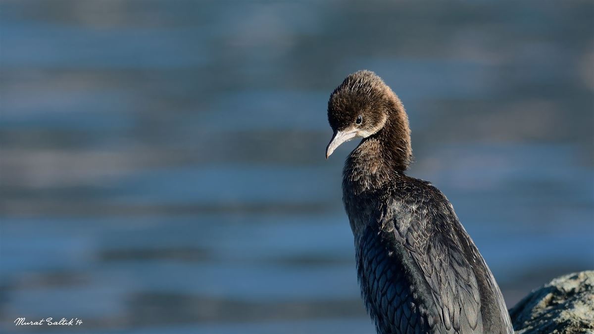 Pygmy Cormorant