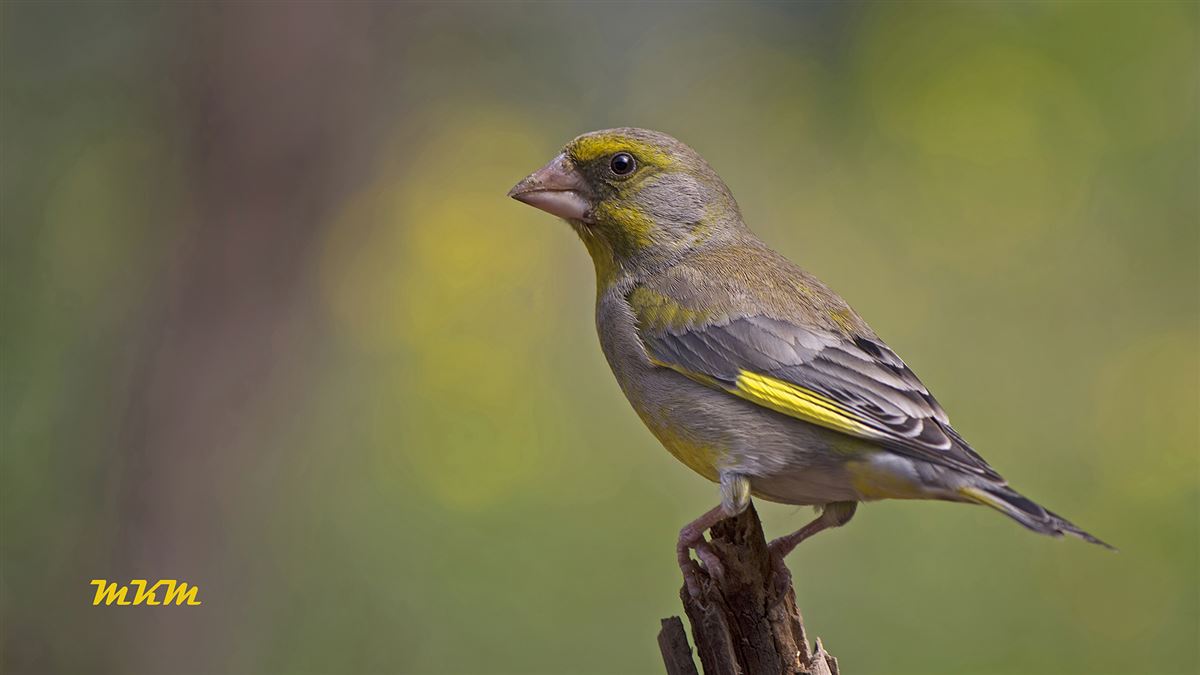 European Greenfinch