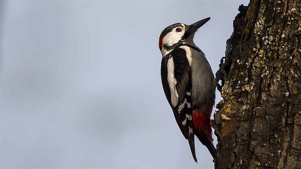Great Spotted Woodpecker