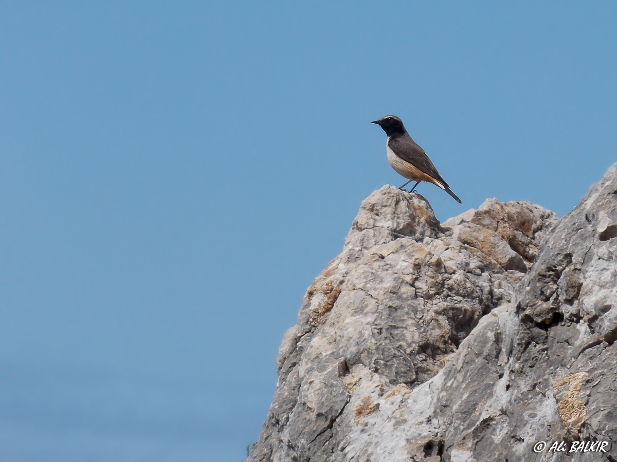 Red-tailed Wheatear