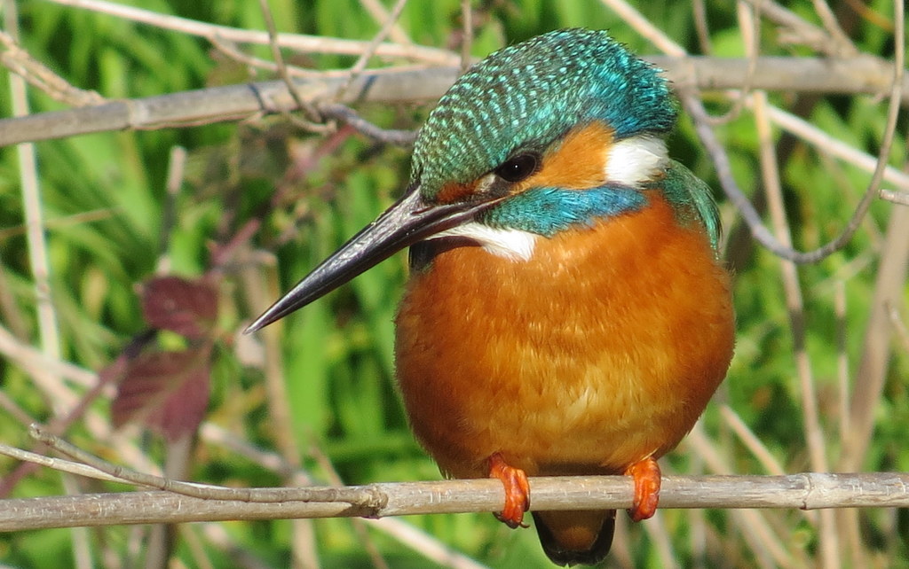 Common Kingfisher