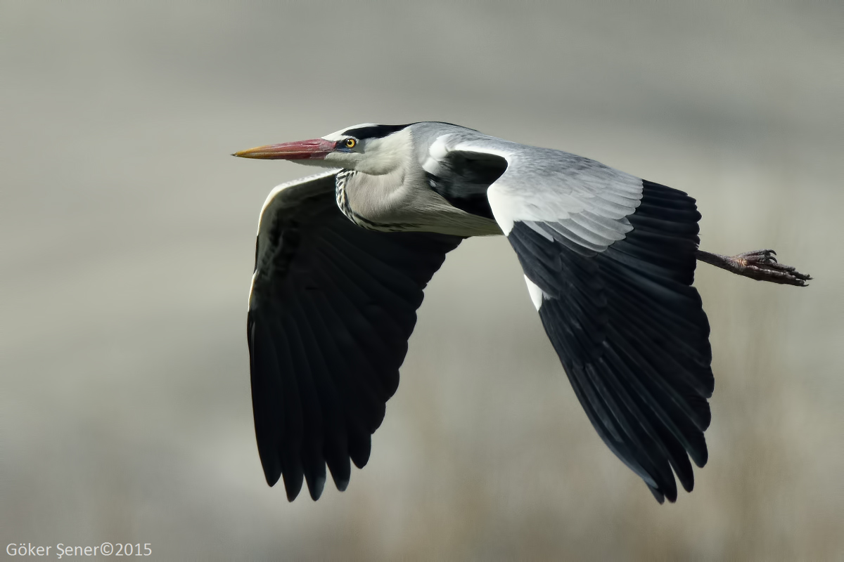 Grey Heron